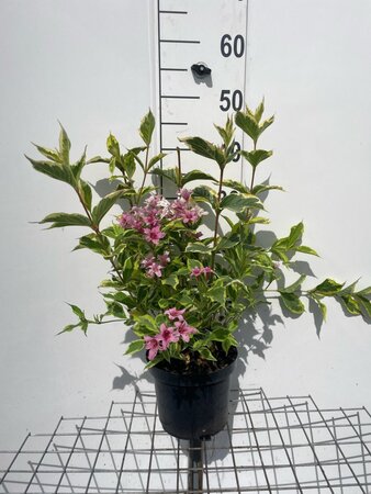 Weigela 'Nana Variegata' geen maat specificatie cont. 3,0L - afbeelding 2