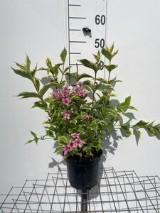 Weigela 'Nana Variegata' geen maat specificatie cont. 3,0L - afbeelding 2