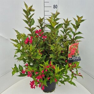 Weigela 'Red Prince' 60-80 cm cont. 10L