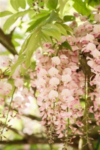 Wisteria flor. 'Honbeni' (roze) 100-125 cm cont. 2,0L