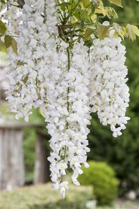 Wisteria flor. 'Shiro-noda' (wit) 200-250 cm cont. 7,5L met stok