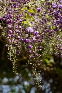 Wisteria flor. 'Violacea Plena'= 'Black Dragon' (paars) 200-250 cm cont. 7,5L met stok