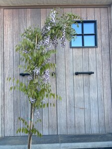 Wisteria sinensis 'Blue Sapphire' (paars) 200-250 cm cont. 7,5L met stok