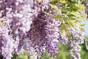 Wisteria sinensis 70 cm vierkant 2L