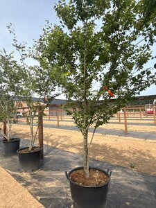 Zelkova serrata 200-250 cm cont. 65L meerstammig