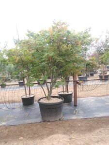 Acer pal. 'Osakazuki' 250-300 cm container meerstammig