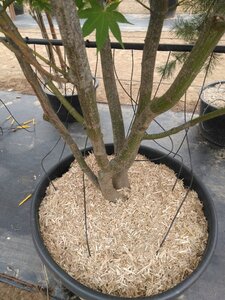 Acer pal. 'Osakazuki' 250-300 cm container meerstammig - afbeelding 2