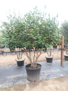 Camellia japonica 180-200 cm container meerstammig