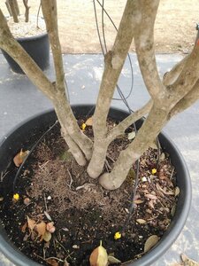 Camellia japonica 180-200 cm container meerstammig - afbeelding 2