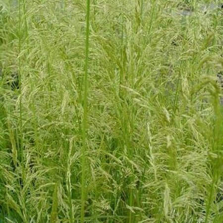 Deschampsia cesp. 'Goldschleier' geen maat specificatie 0,55L/P9cm - afbeelding 3