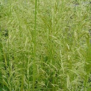 Deschampsia cesp. 'Goldschleier' geen maat specificatie 0,55L/P9cm - afbeelding 3