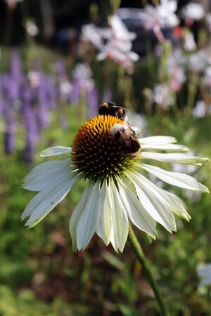 Echinacea p. 'Alba' geen maat specificatie 0,55L/P9cm - afbeelding 2