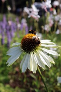 Echinacea p. 'Alba' geen maat specificatie 0,55L/P9cm - afbeelding 2