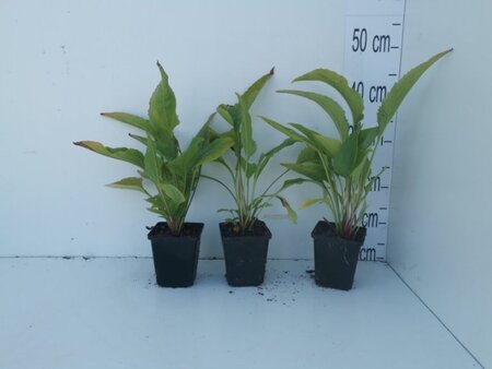 Echinacea p. 'Magnus' geen maat specificatie 0,55L/P9cm - afbeelding 6