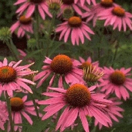 Echinacea p. 'Magnus' geen maat specificatie 0,55L/P9cm - afbeelding 4