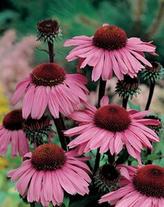 Echinacea p. 'Magnus' geen maat specificatie 0,55L/P9cm - afbeelding 5