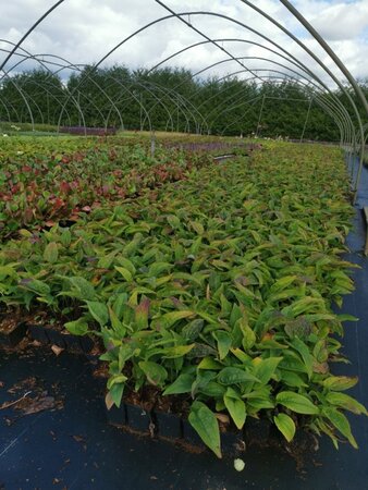 Echinacea purpurea geen maat specificatie 0,55L/P9cm - afbeelding 8
