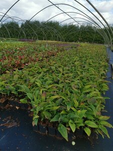 Echinacea purpurea geen maat specificatie 0,55L/P9cm - afbeelding 8