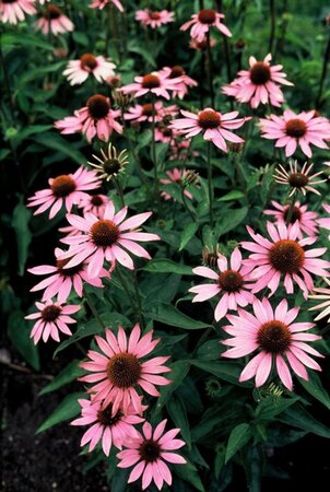Echinacea purpurea geen maat specificatie 0,55L/P9cm - afbeelding 2