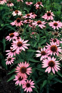 Echinacea purpurea geen maat specificatie 0,55L/P9cm - afbeelding 2