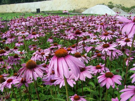 Echinacea purpurea geen maat specificatie 0,55L/P9cm - afbeelding 3