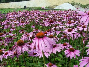 Echinacea purpurea geen maat specificatie 0,55L/P9cm - afbeelding 3