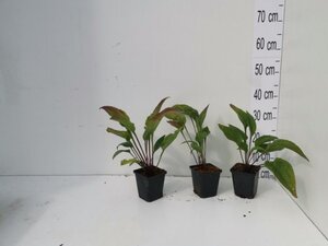 Echinacea purpurea geen maat specificatie 0,55L/P9cm - afbeelding 9