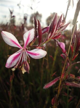 Gaura l. 'Siskiyou Pink' geen maat specificatie 0,55L/P9cm - afbeelding 1