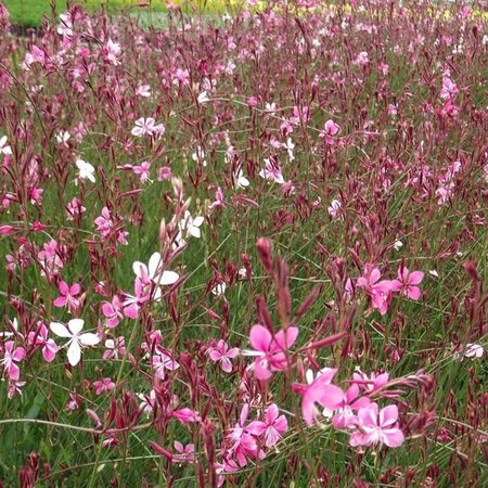 Gaura l. 'Siskiyou Pink' geen maat specificatie 0,55L/P9cm - afbeelding 3