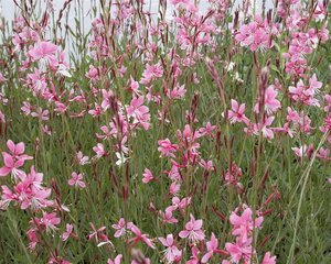 Gaura l. 'Siskiyou Pink' geen maat specificatie 0,55L/P9cm - afbeelding 2