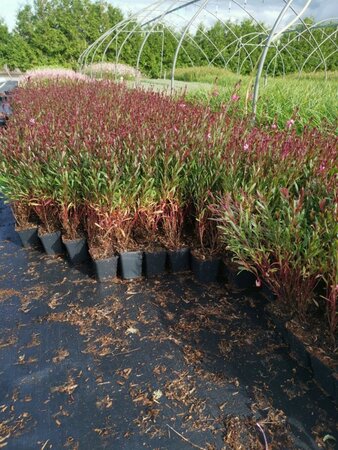 Gaura l. 'Siskiyou Pink' geen maat specificatie 0,55L/P9cm - afbeelding 7