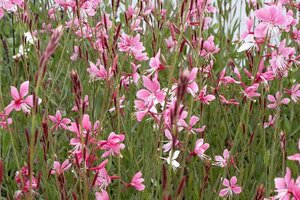 Gaura l. 'Siskiyou Pink' geen maat specificatie 0,55L/P9cm - afbeelding 10