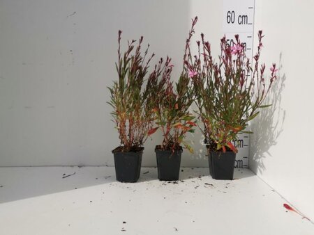 Gaura l. 'Siskiyou Pink' geen maat specificatie 0,55L/P9cm - afbeelding 6