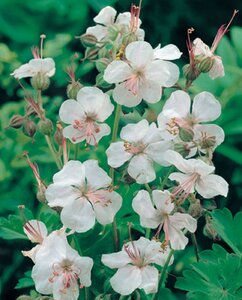 Geranium cant. 'Biokovo' geen maat specificatie 0,55L/P9cm - afbeelding 3