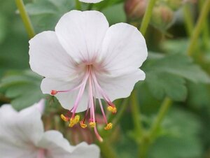 Geranium cant. 'Biokovo' geen maat specificatie 0,55L/P9cm - afbeelding 7