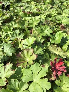 Geranium cant. 'Biokovo' geen maat specificatie 0,55L/P9cm - afbeelding 12