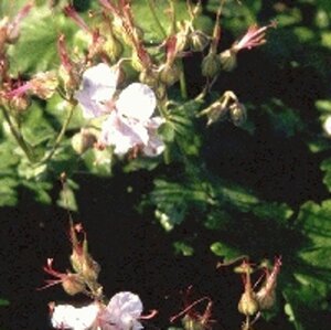 Geranium cant. 'Biokovo' geen maat specificatie 0,55L/P9cm - afbeelding 2