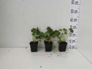 Geranium cant. 'Biokovo' geen maat specificatie 0,55L/P9cm - afbeelding 5