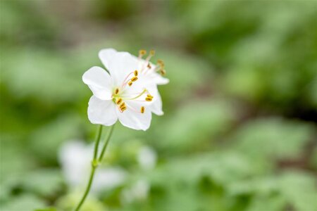 Geranium cant. 'Biokovo' geen maat specificatie 0,55L/P9cm - afbeelding 11