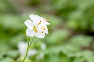 Geranium cant. 'Biokovo' geen maat specificatie 0,55L/P9cm - afbeelding 11