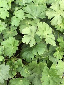 Geranium cant. 'Biokovo' geen maat specificatie 0,55L/P9cm - afbeelding 9