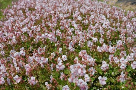Geranium cant. 'Biokovo' geen maat specificatie 0,55L/P9cm - afbeelding 6