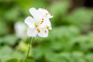 Geranium cant. 'Biokovo' geen maat specificatie 0,55L/P9cm - afbeelding 8