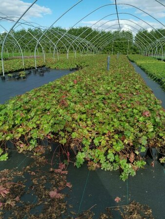 Geranium cant. 'Biokovo' geen maat specificatie 0,55L/P9cm - afbeelding 4