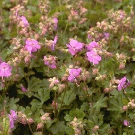 Geranium cant. 'Cambridge' geen maat specificatie 0,55L/P9cm - afbeelding 4