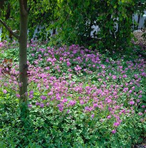 Geranium cant. 'Cambridge' geen maat specificatie 0,55L/P9cm - afbeelding 2