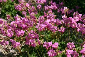 Geranium cant. 'Cambridge' geen maat specificatie 0,55L/P9cm - afbeelding 5