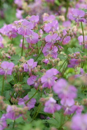 Geranium cant. 'Cambridge' geen maat specificatie 0,55L/P9cm - afbeelding 11