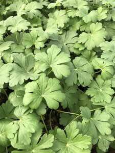 Geranium cant. 'Cambridge' geen maat specificatie 0,55L/P9cm - afbeelding 3