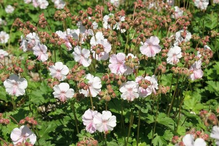 Geranium cant. 'St Ola' geen maat specificatie 0,55L/P9cm - afbeelding 1
